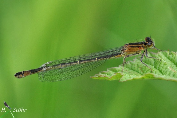 Große Pechlibelle (Ischnura elegans)